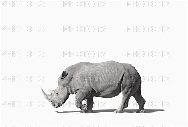 Rhinoceros walking in studio