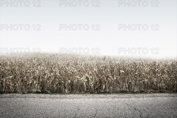Crop field growing along rural road