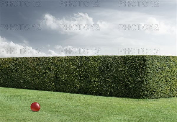 Red balloon laying on lawn by neatly trimmed hedges