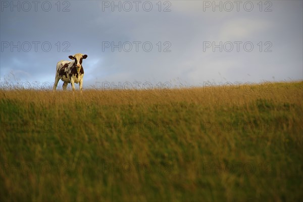 Cow standing in grassy field