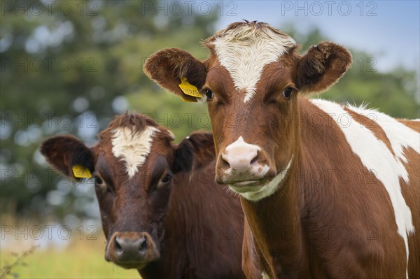 Close up of cows in field
