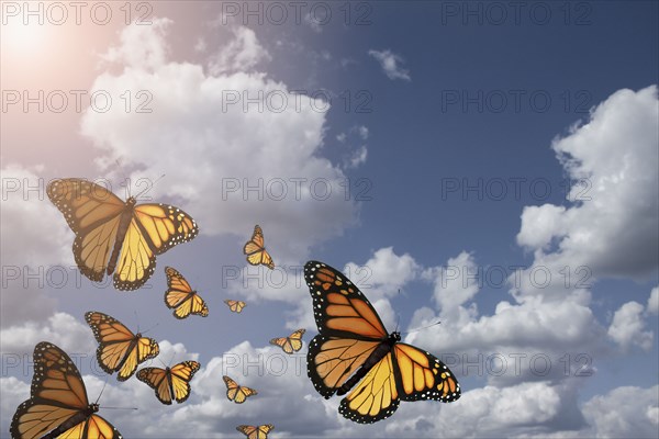 Low angle view of butterflies flying in blue sky