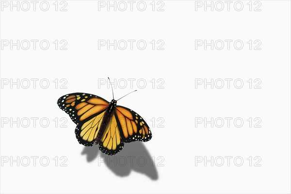 Close up of butterfly perching