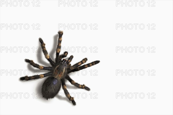 Close up of tarantula crawling