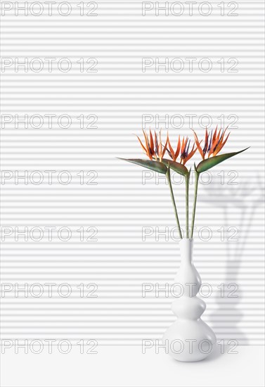 Flowers blooming in modern vase