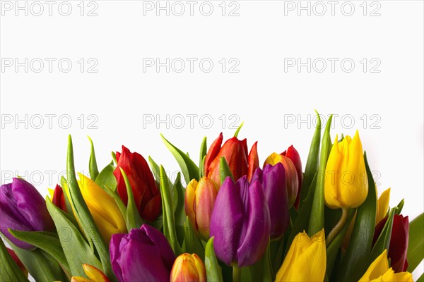 Close up of bouquet of tulips