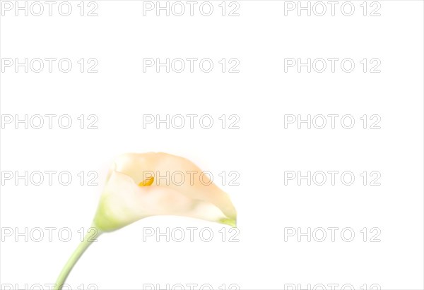 Close up of blooming flower