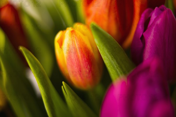 Close up of blooming tulips