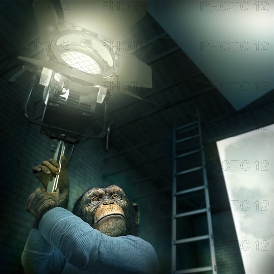 Monkey holding light in photography studio