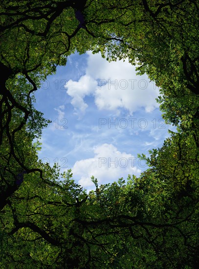 Low angle view of sky and tree canopy