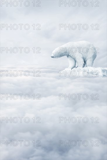 Polar bear floating on ice floe in clouds