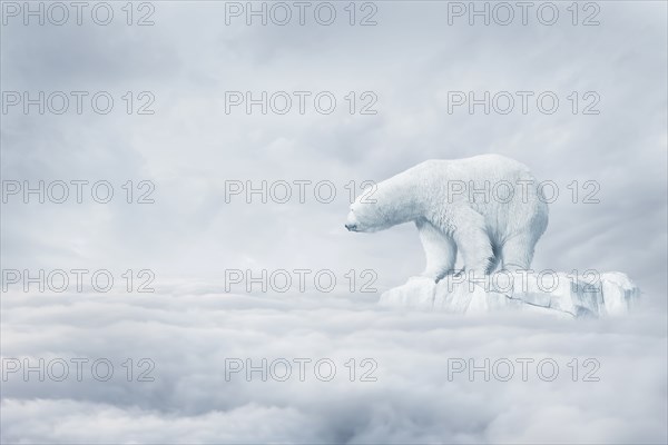 Polar bear floating on ice floe in clouds