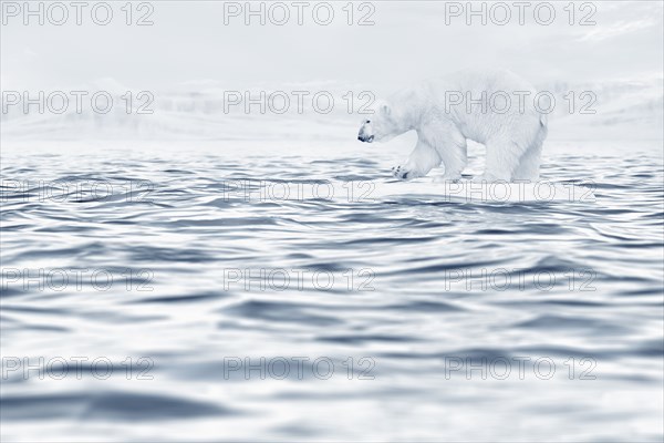 Polar bear floating on ice floe in ocean