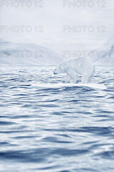Polar bear floating on ice floe in ocean