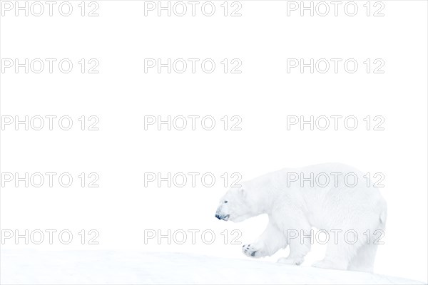 Polar bear walking on ice