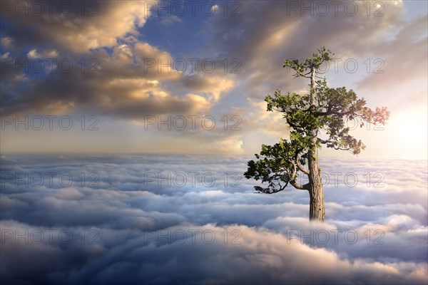 Tree above clouds