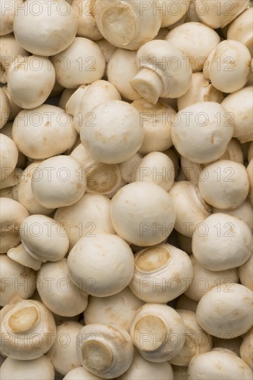 Pile of white mushrooms