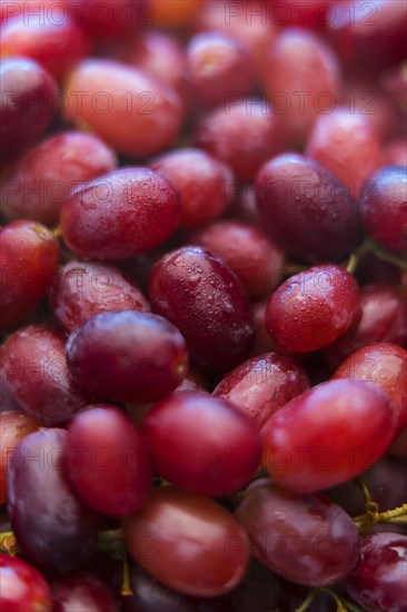 Pile of fresh wet purple grapes