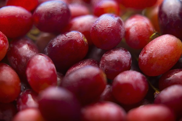 Pile of fresh wet purple grapes