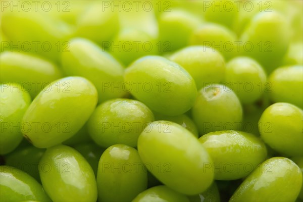 Pile of fresh wet green grapes