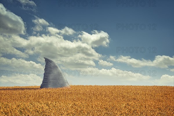 Shark fin swimming in agriculture crop field