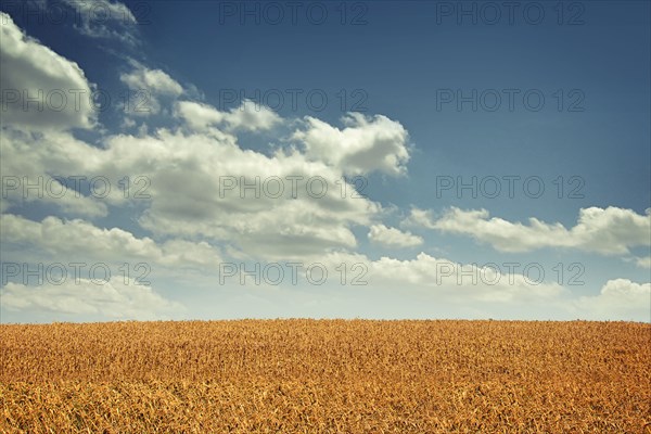 Clouds over brown agriculture crop field
