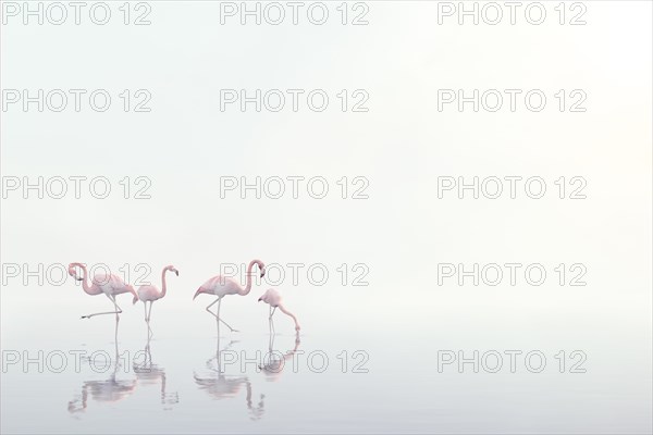 Flamingos wading in foggy water