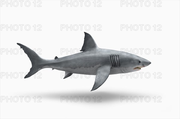 Shark floating on white background