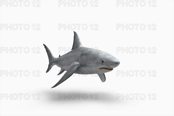 Shark floating on white background