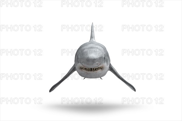 Shark floating on white background