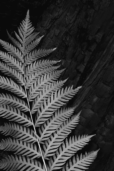 Fern leaf against tree