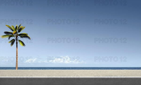 Palm tree at ocean