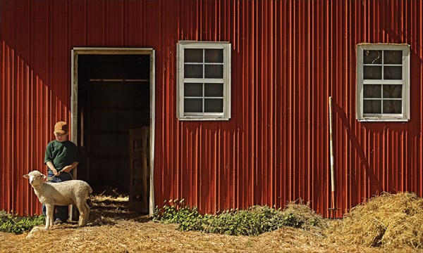 Caucasian boy holding leash on sheep at barn