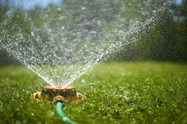 Surface level view of backyard sprinkler spraying