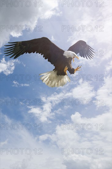 Fierce eagle flying in cloudy sky