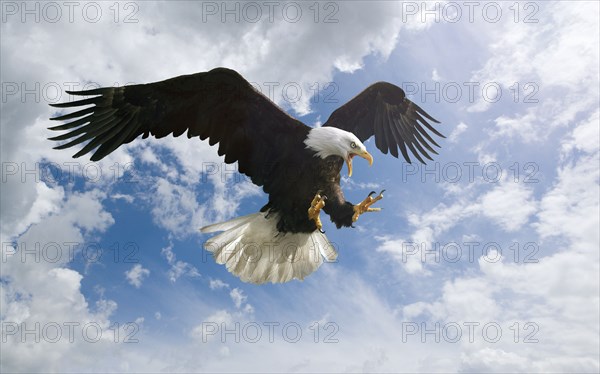 Fierce eagle flying in cloudy sky