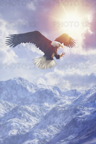 Fierce eagle flying in cloudy sky over mountain range in winter