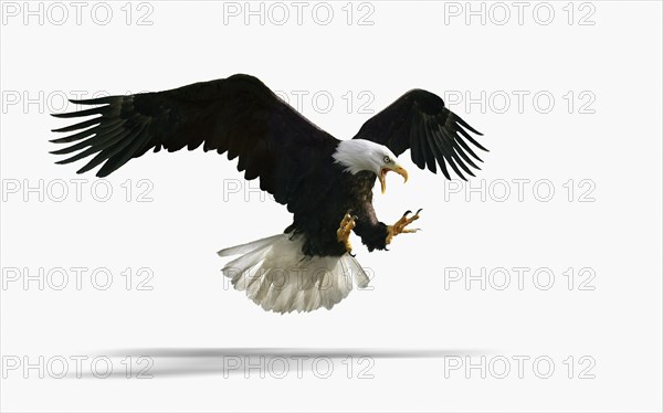 Studio shot of fierce eagle flying