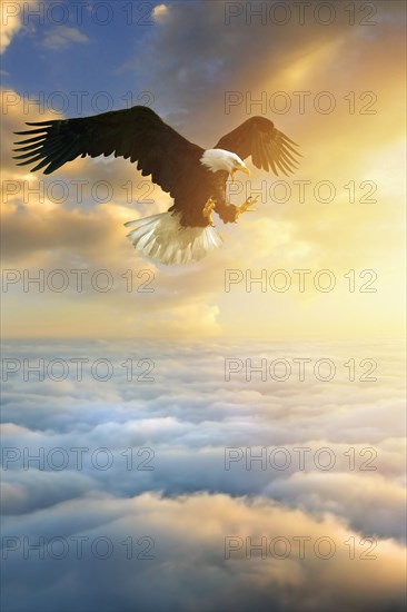 Fierce eagle flying in sunset sky