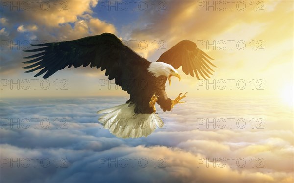 Fierce eagle flying in sunset sky