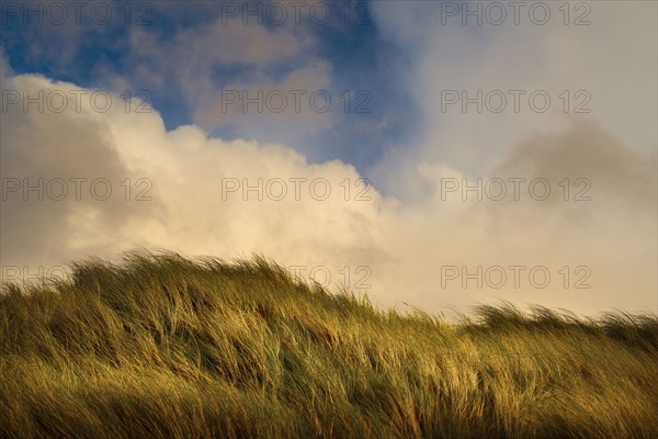 Wind blowing tall green grass under clouds