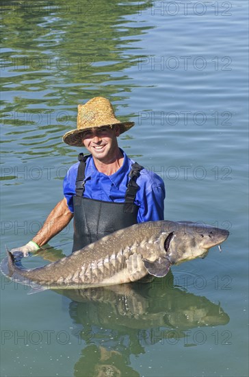 Hispanic man holding large sturgeon