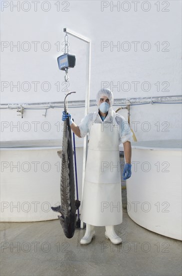 Hispanic man holding sturgeon in factory