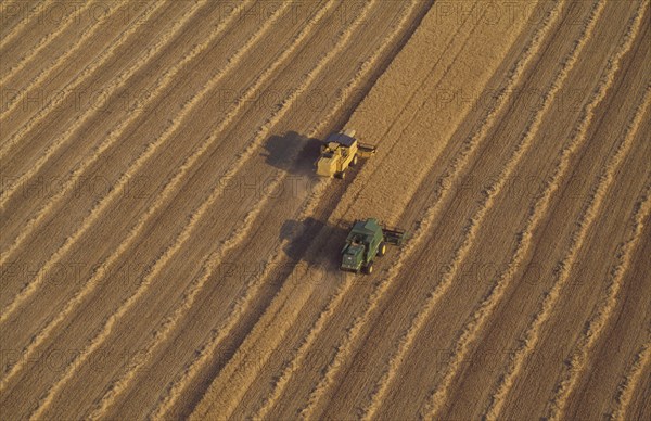 Combine harvesters in wheat field aerial view