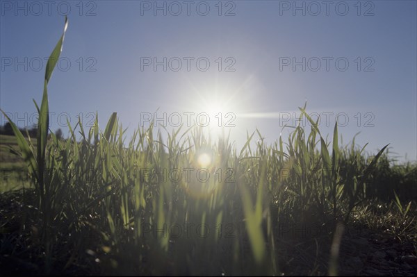 shoots of green grass