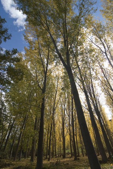 turning of the leaves - trees in fall colors