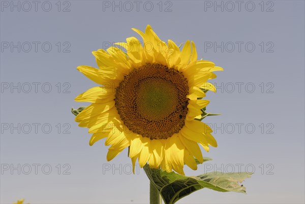 Sunflower close up