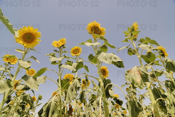 Sunflowers in field