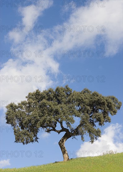 Lone tree on hillside