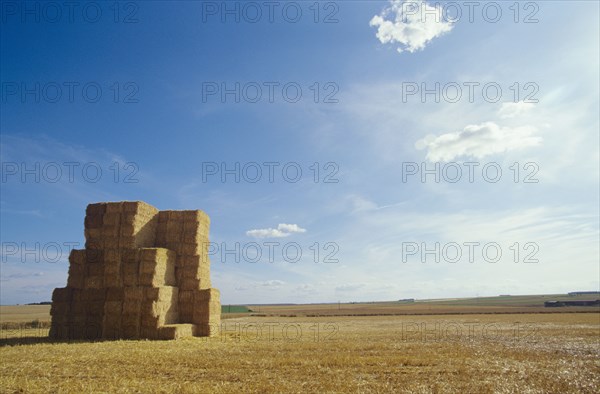 Bales of Hay in Field